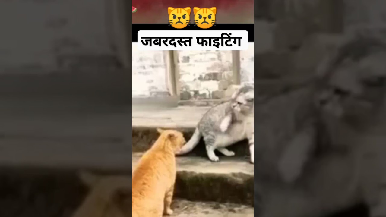 #billi
