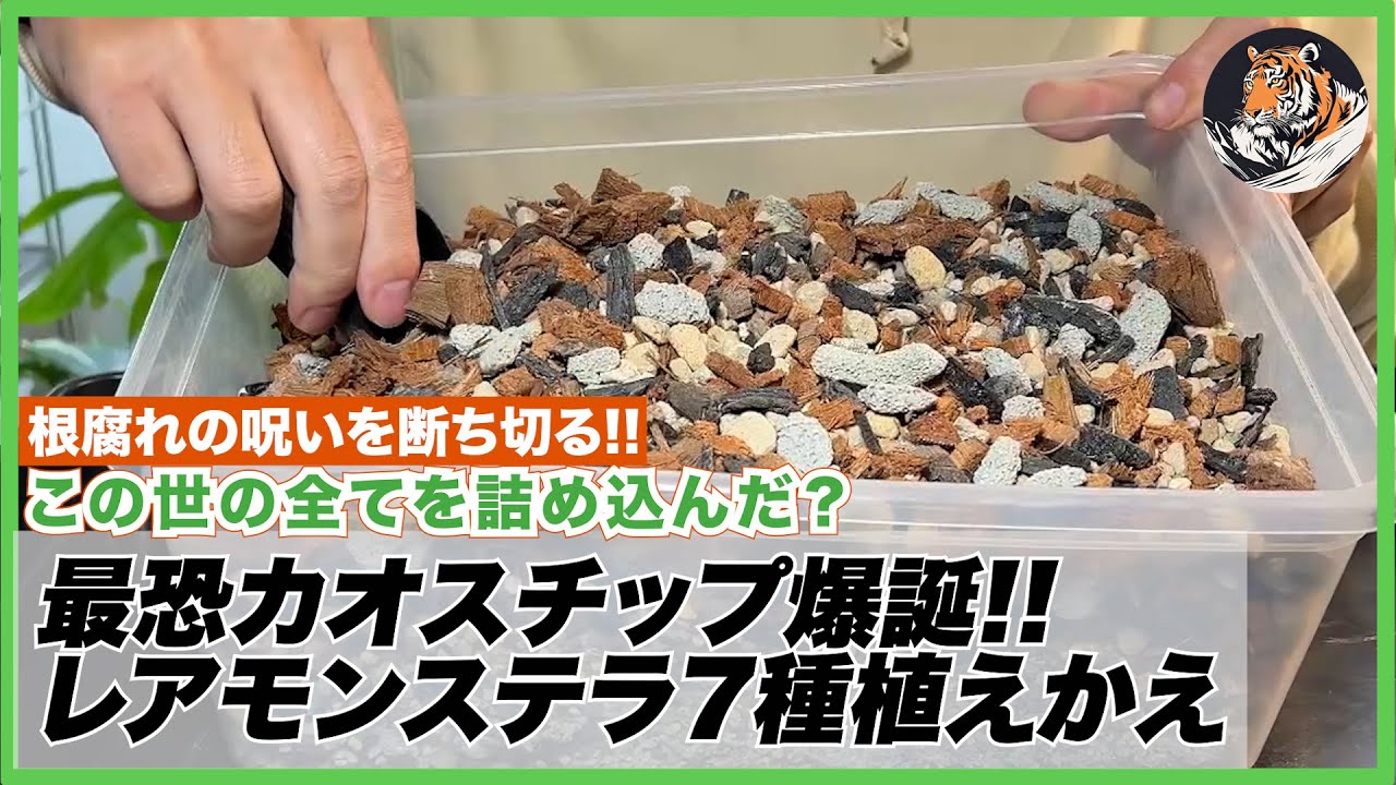 【モンステラ】さよなら根腐れ!!成長最強??とりあえず良さげな土を全部いれてカオスチップつくったので、超レアモンステラを含む7種を植替えしました
