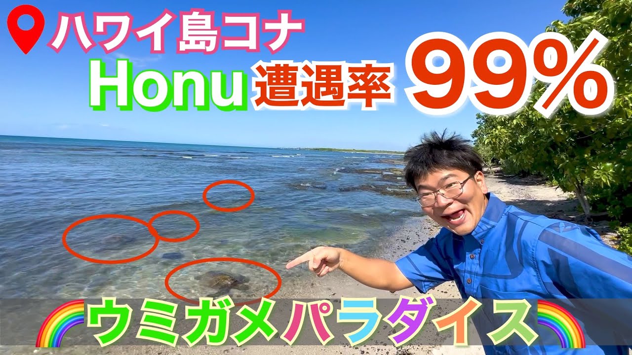 【ハワイ島】ホヌ（アオウミガメ）に出逢えるNo.１おすすビーチ　～ カロコ・ホノコハウ国立歴史公園～