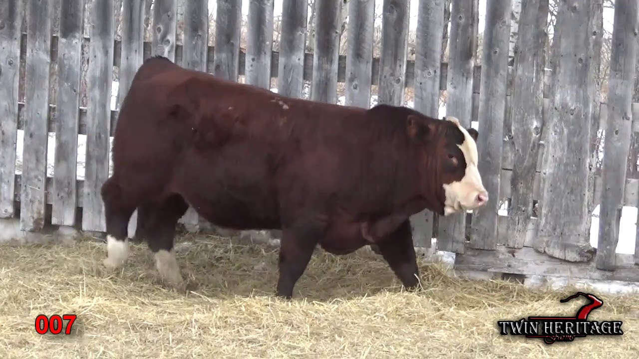 Fleckvieh / Red Angus Hybrid 