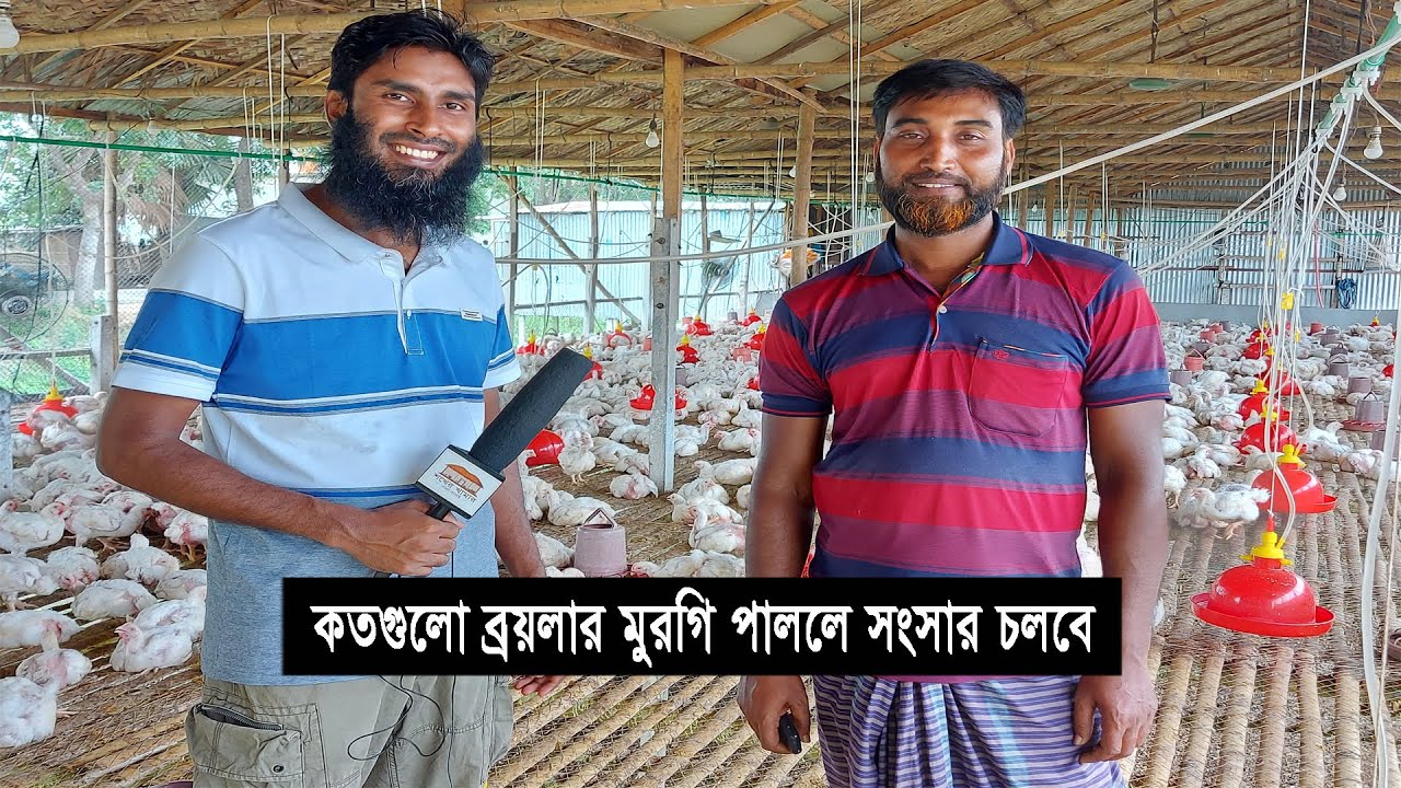 লাভজনক পদ্ধতিতে ব্রয়লার মুরগি পালন ।। Broiler chicken farming in Bangladesh