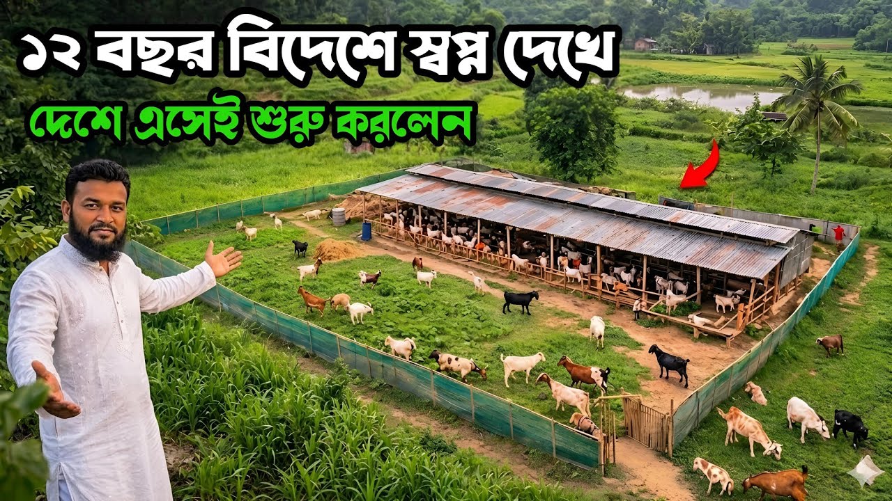 বিদেশে বসে বসে স্বপ্ন দেখতেন, দেশে এসেই গরু ছাগলের খামার শুরু করলেন Goat & Cow Farming in Bangladesh