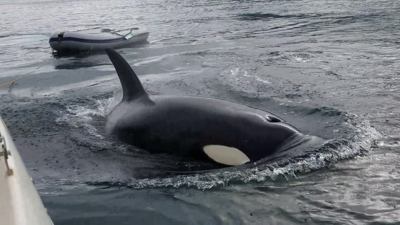 Magical Orcas Encounter