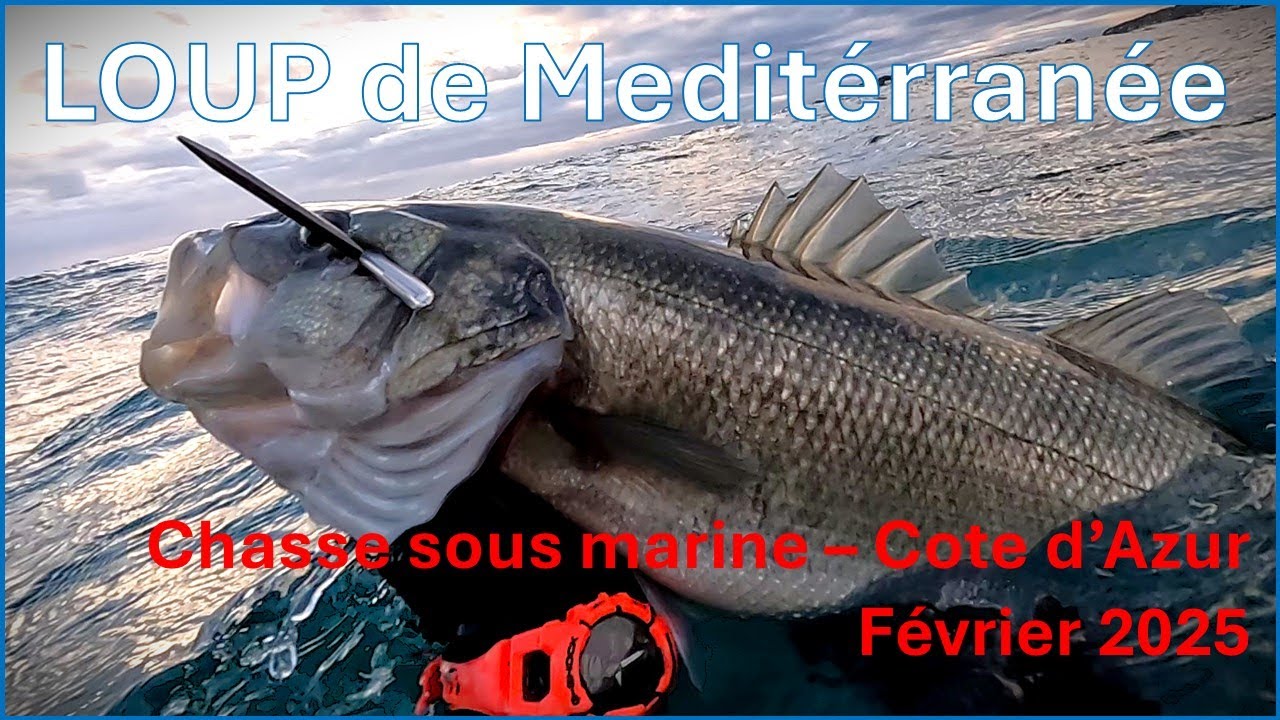 Joli loup de M&eacute;diterrann&eacute;e - 2,9kg