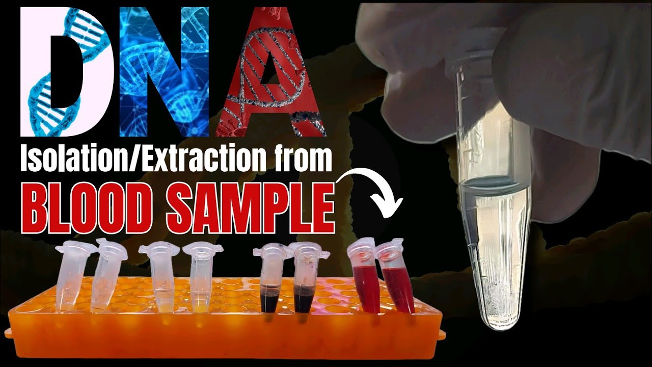 DNA Extraction from Blood Samples: Comprehensive Step-by-Step Guide | Molecular Biology Laboratory