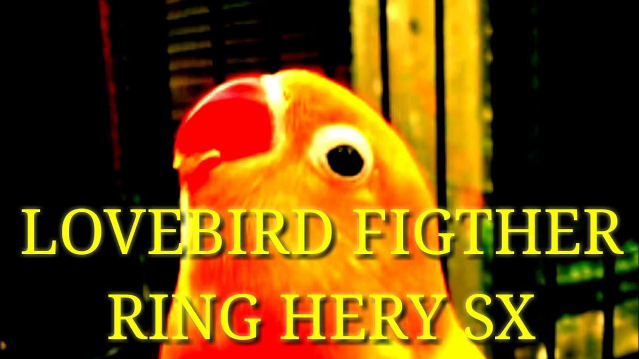 LOVEBIRD FIGHTER
