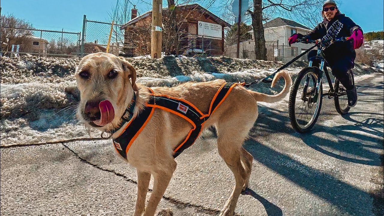 A Casual Canicross + Bikejoring Run Around Our Street (No Music, Just Us & the Dogs)