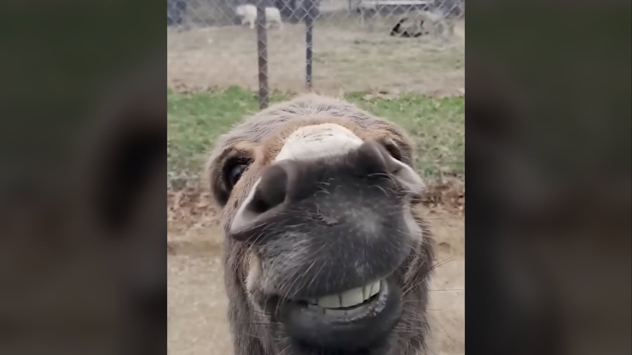 Funny Animals Cats&Dogs Part 12 🐈🐩#cat #dog #funny #video #kitten #puppy #animals