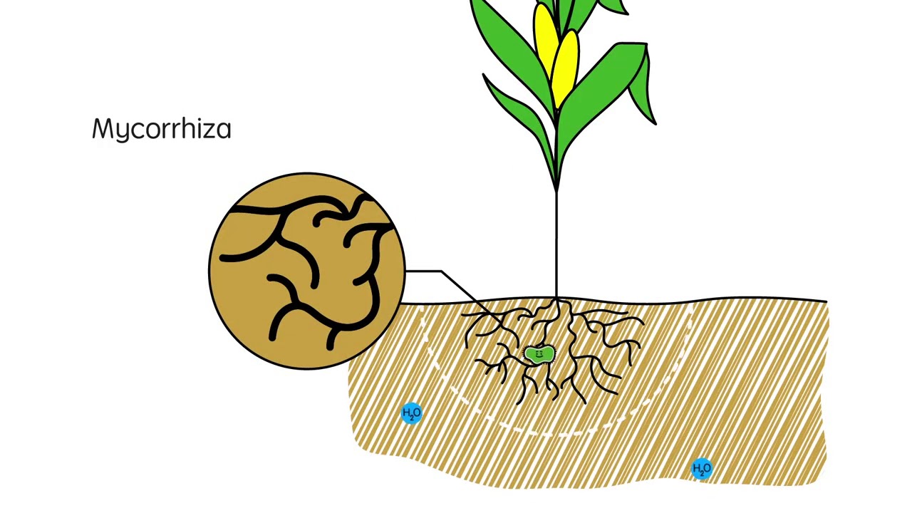 Boast up crop yields by using panoramix