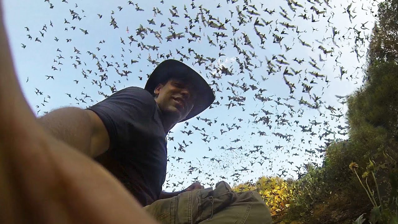 GoPro: One Million Bats