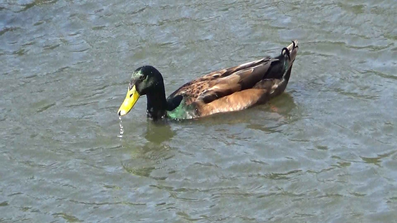 Texas Duck Pond - Indian Runner Duck_18🎼
