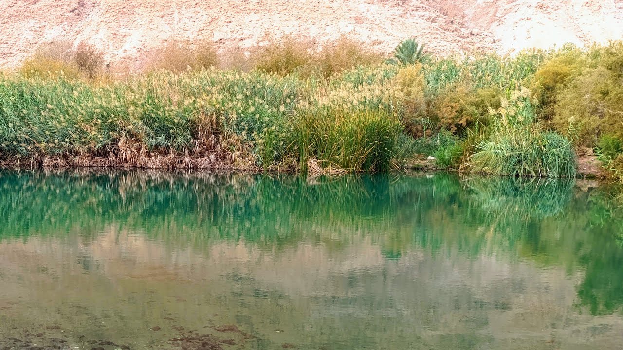 סיור מודרך בעין פשחה - עיינות צוקים (שמורת טבע, אתר נופש, בריכות, צמחיה, בעלי חיים, בושם אפרסמון)