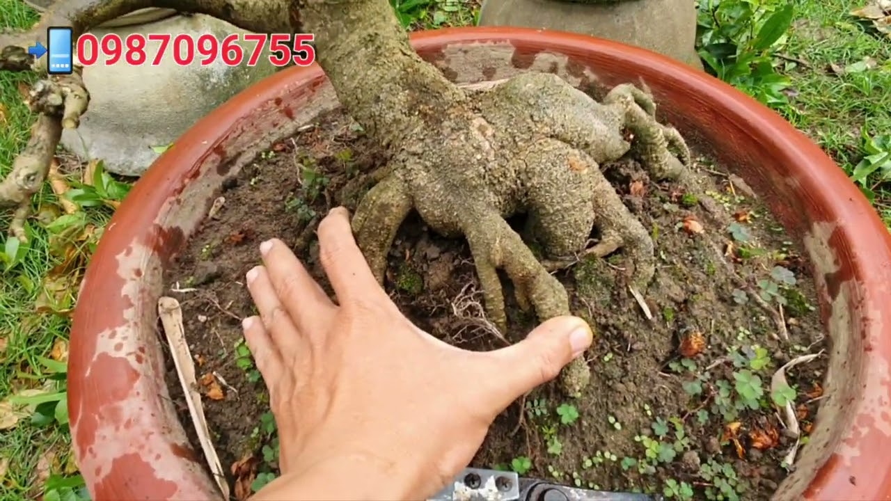 🔴 Clip giao lưu 2 phôi mai già ngày 15/3/2026. 