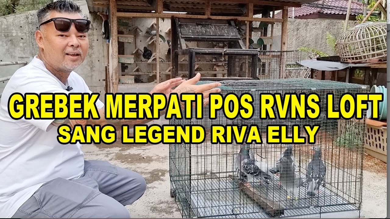 Grebek Kandang Merpati Pos RVNS Loft Sang Legend Riva Elly