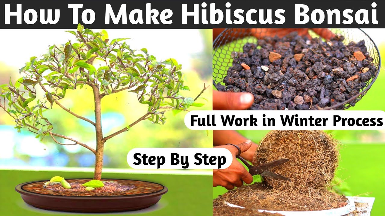 How To Make Hibiscus Bonsai