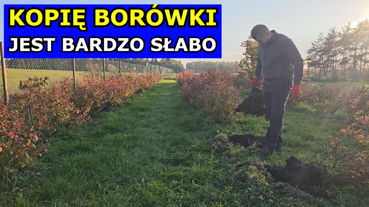 Kopię Borówki - JEST SŁABO. Przesadzanie Borówki amerykańskiej. Podłoże, Stanowisko, Rozstaw, Uprawa