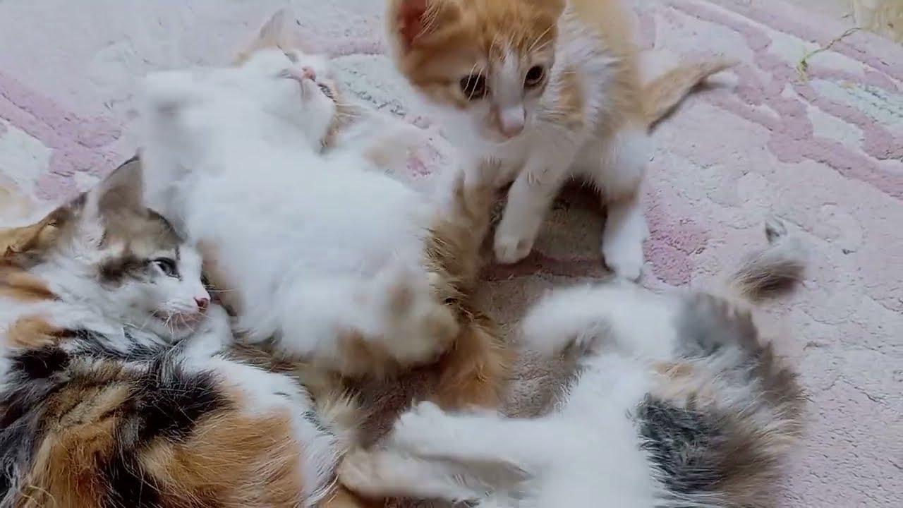 Hy🌄 guys see my little kitten 🤩🐾and subscribe and share thanks 👍🏻#viralvideo #follow ❤️