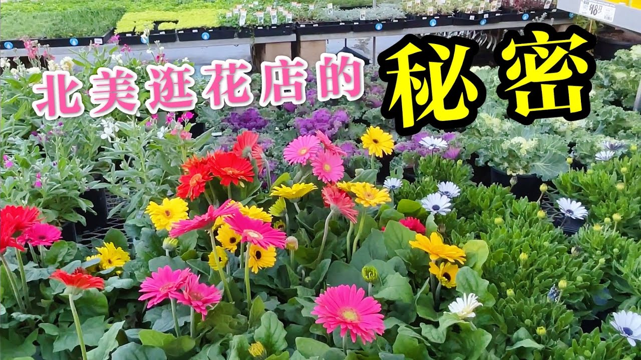(园艺篇152）在北美逛花店的小秘密！知道的嫌我多嘴，不知道的恍然大悟！