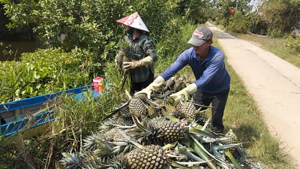 Bữa nay em điếm khóm ở vùng đất u Minh thượng KG 