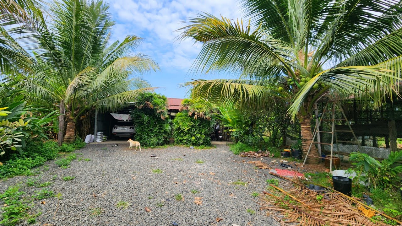 S.61.Nhà Vườn Trái cây Đủ Loại. CÂY Kiểng có 145m Nhựa Lớn (12.405m2 )chuồng trại kiên cố 