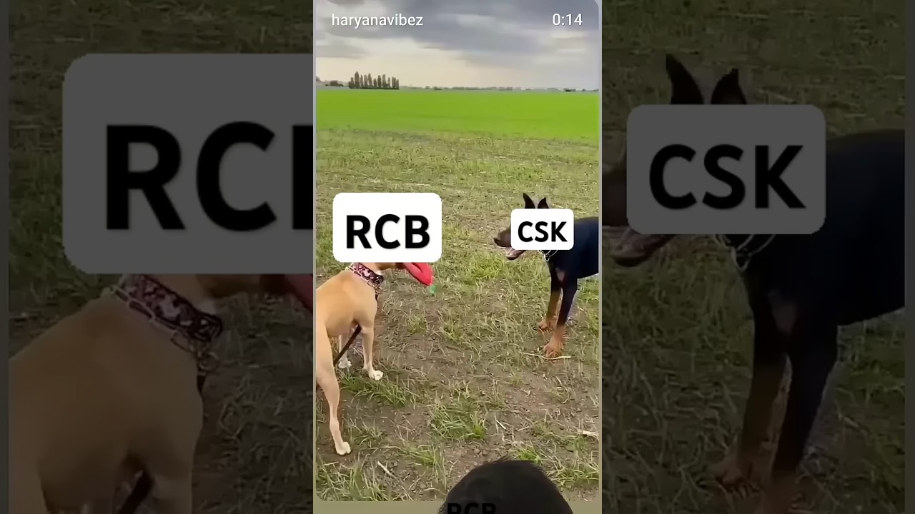 RCB vs CSK