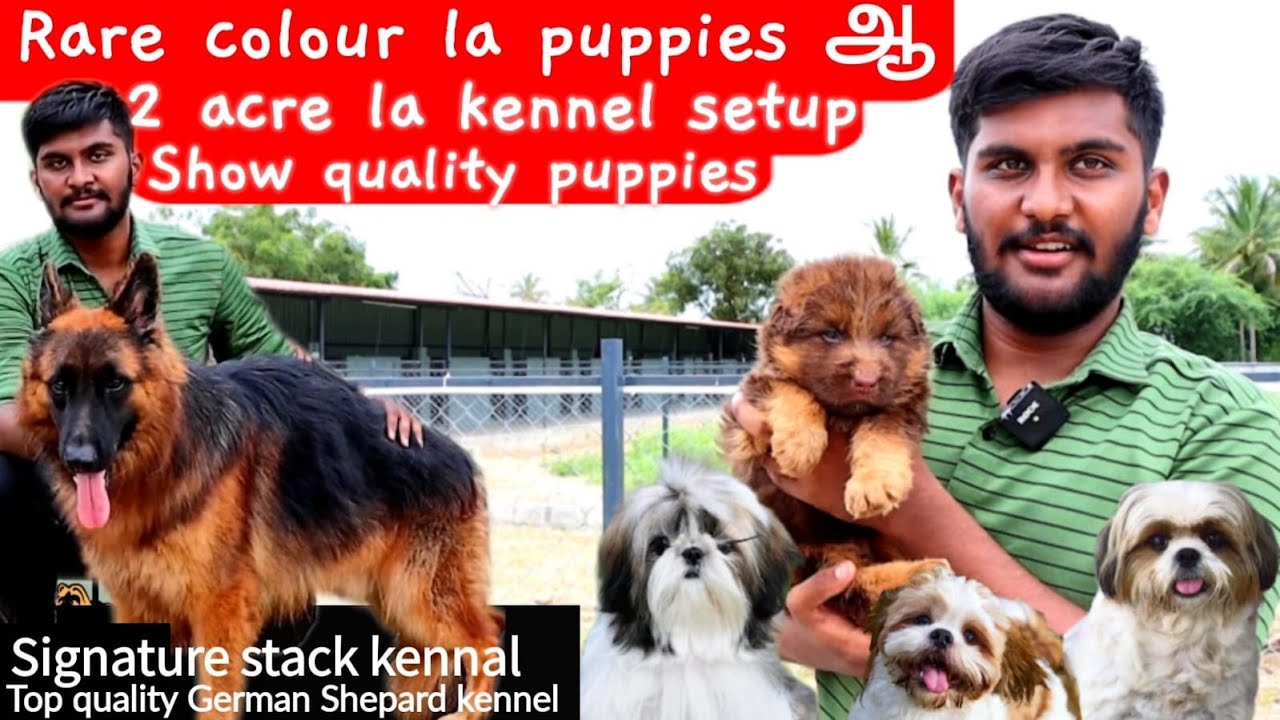 rare colour puppies | signature stacks | top quality german shepard kennel | shih tzu puppies |