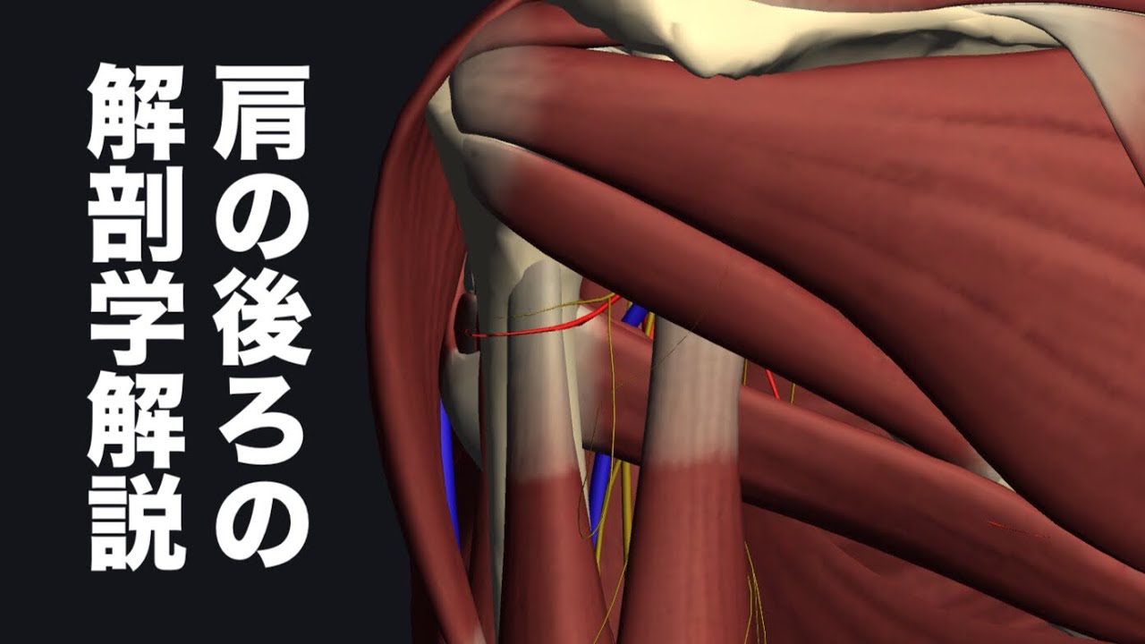 肩の後ろにある隙間の解剖学を解説してみた