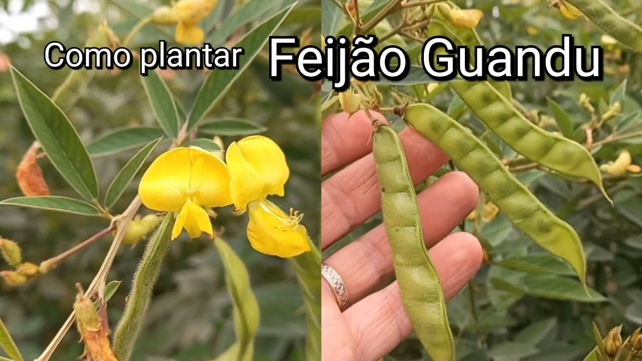 Como Plantar Feijão Guandu Fácil e Simples Vídeo Completo