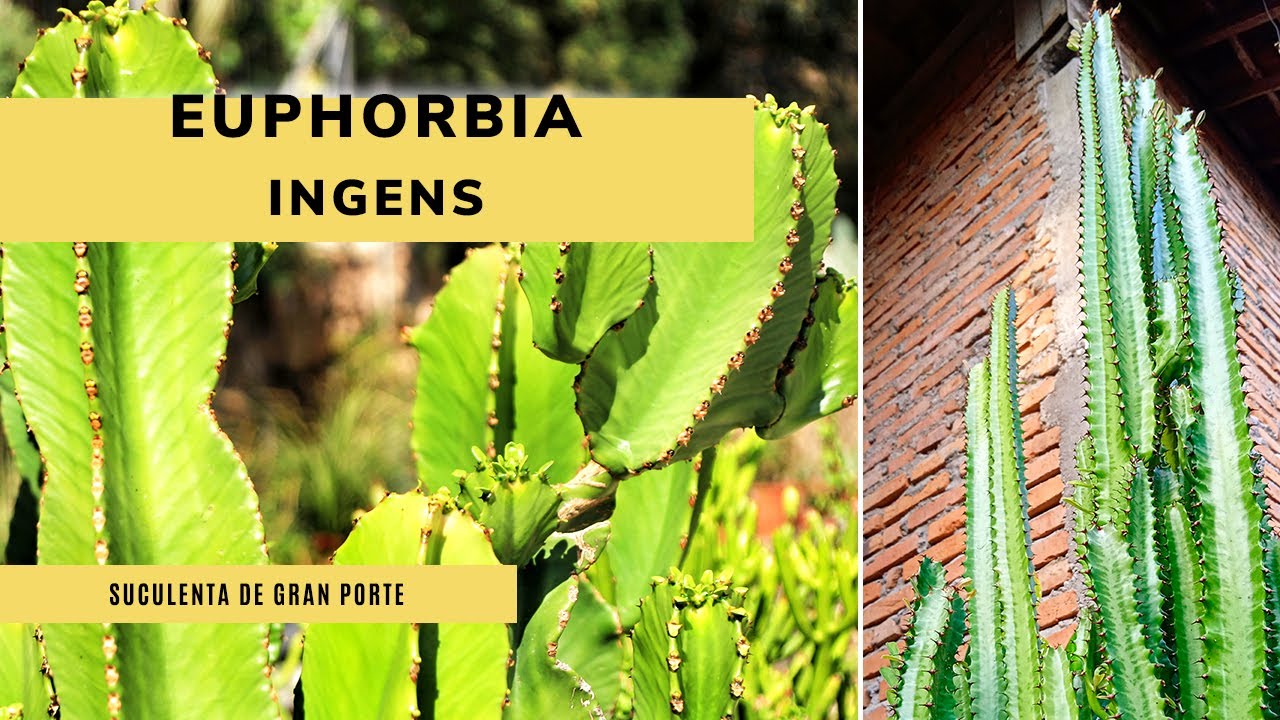EUPHORBIA INGENS, una suculenta de gran porte y fácil cuidado 🌵​✂️​Jardinatis
