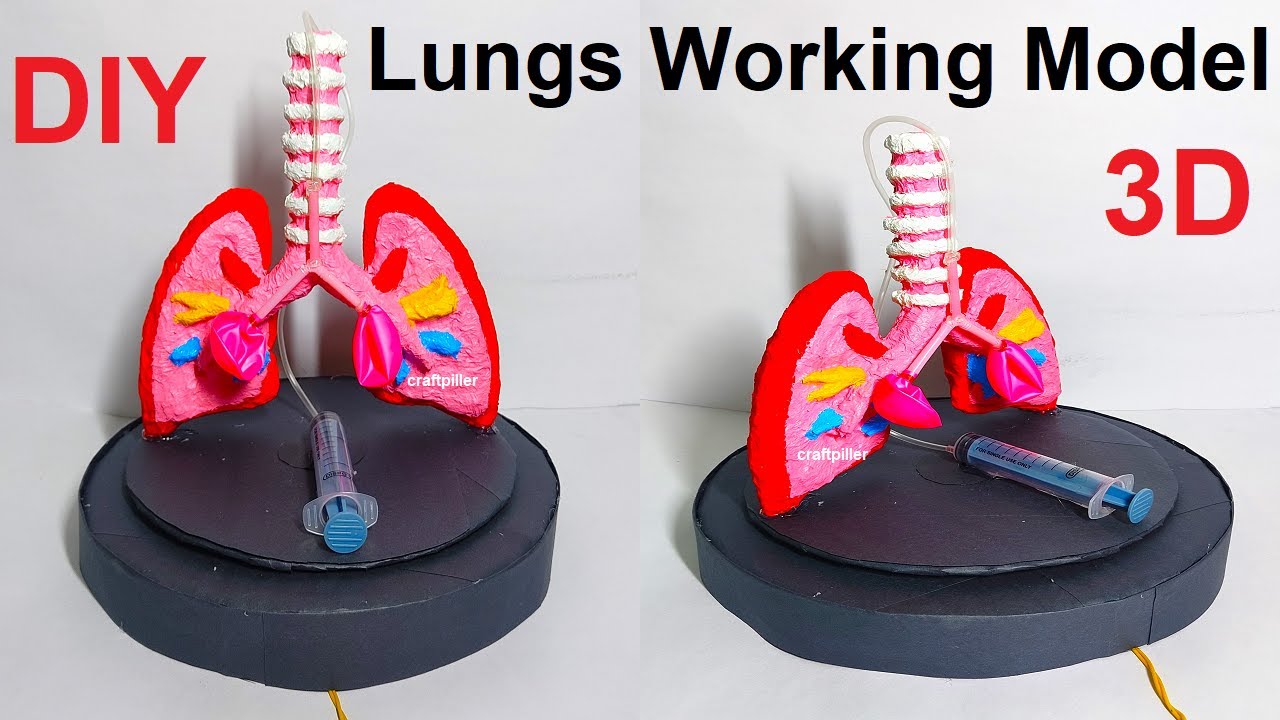 lungs working model science project 3d - science exhibition - diy | craftpiller