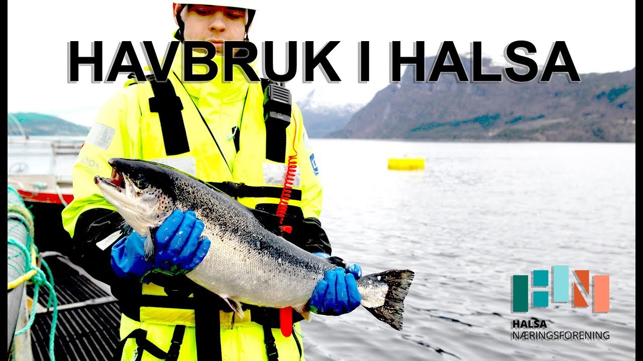 Havbruket i Halsa