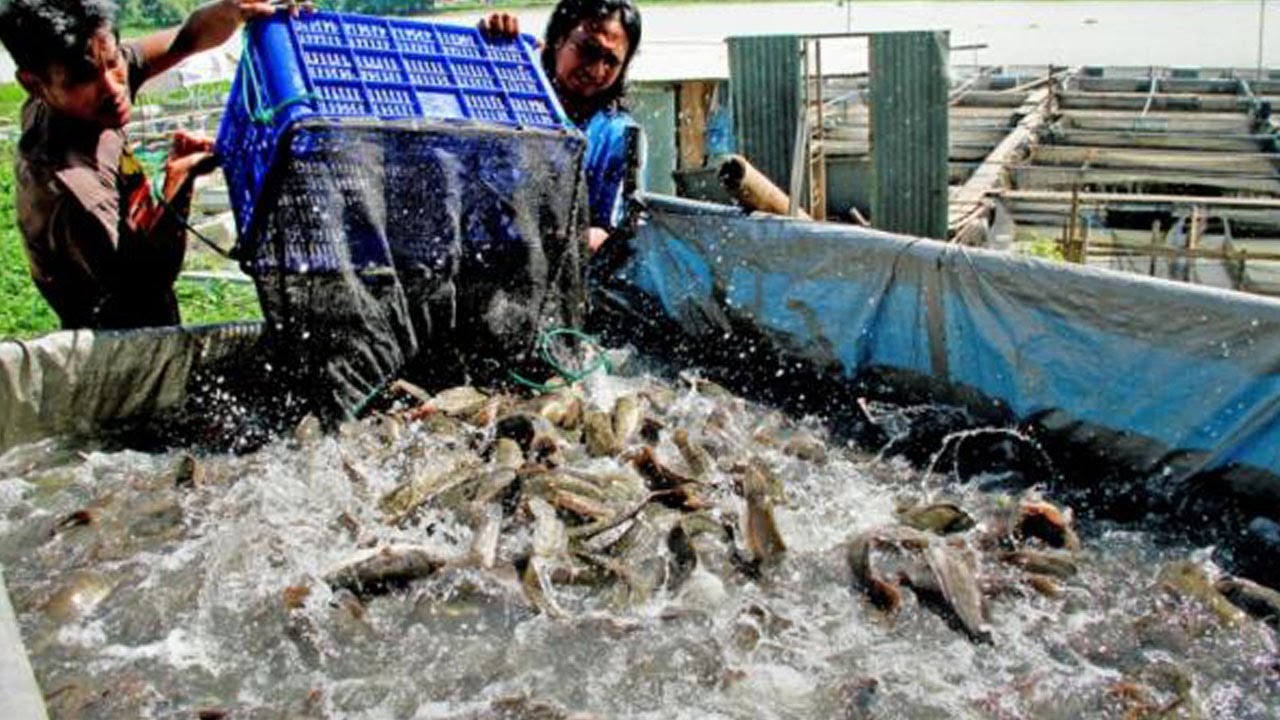 KESALAHAN PETERNAK LELE YANG MENYEBABKAN PERTUMBUAN LELE JADI LAMBAT!
