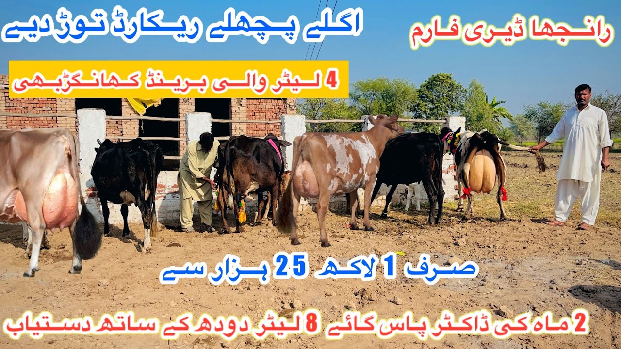 Ranjha Dairy Farm | Black Jersey Cows For Sale Today | Khangar Doctor Pass cows | 29 November 2025