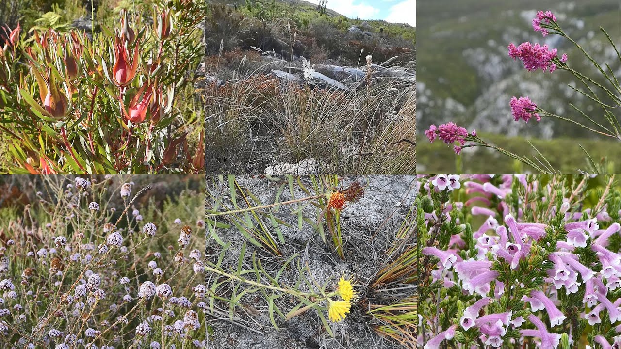 Fynbos Walk  - Endemism of the Cape Flora