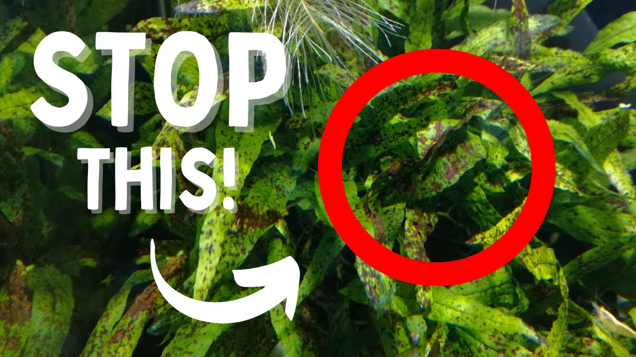 Why Are Your Aquarium Plants MELTING? | 5 REASONS WHY!