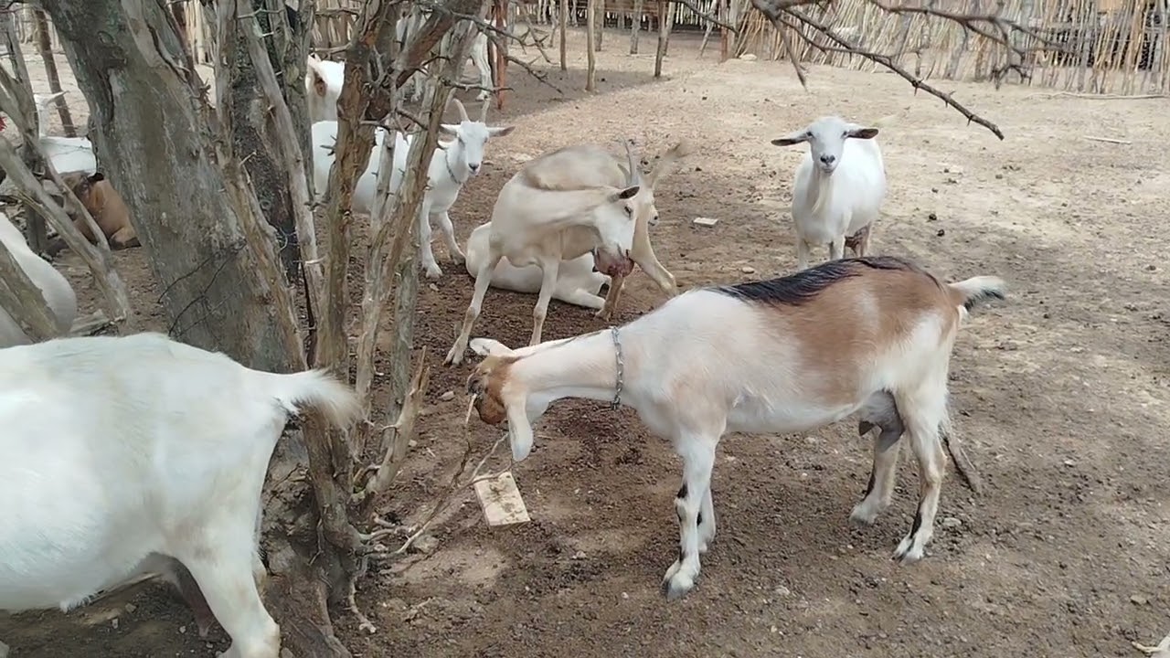 Caprinocultura de leite: qual o valor de uma matriz? Começar com cabras em lactação ou marrã ?
