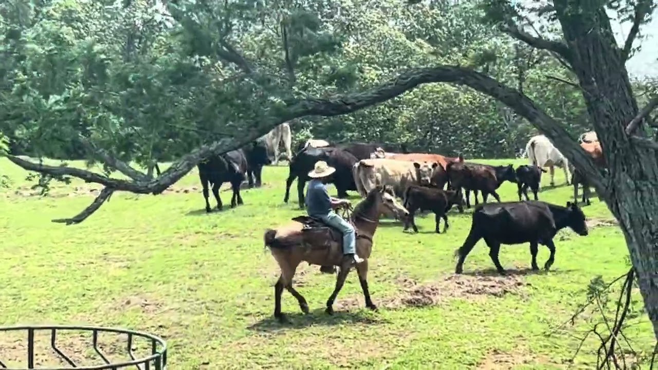 Register QT Horse  7 year old