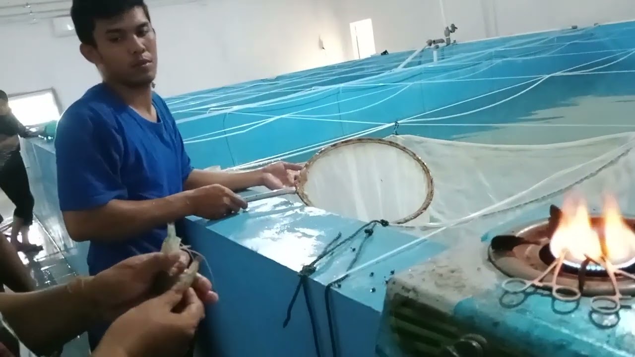 ablation eye broodstock shrimp