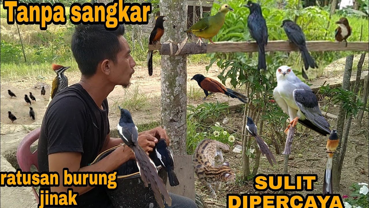 INI SULIT DIPERCAYA_BURUNG-BURUNG RAWAT DI ALAM BERANAK LAGI😵
