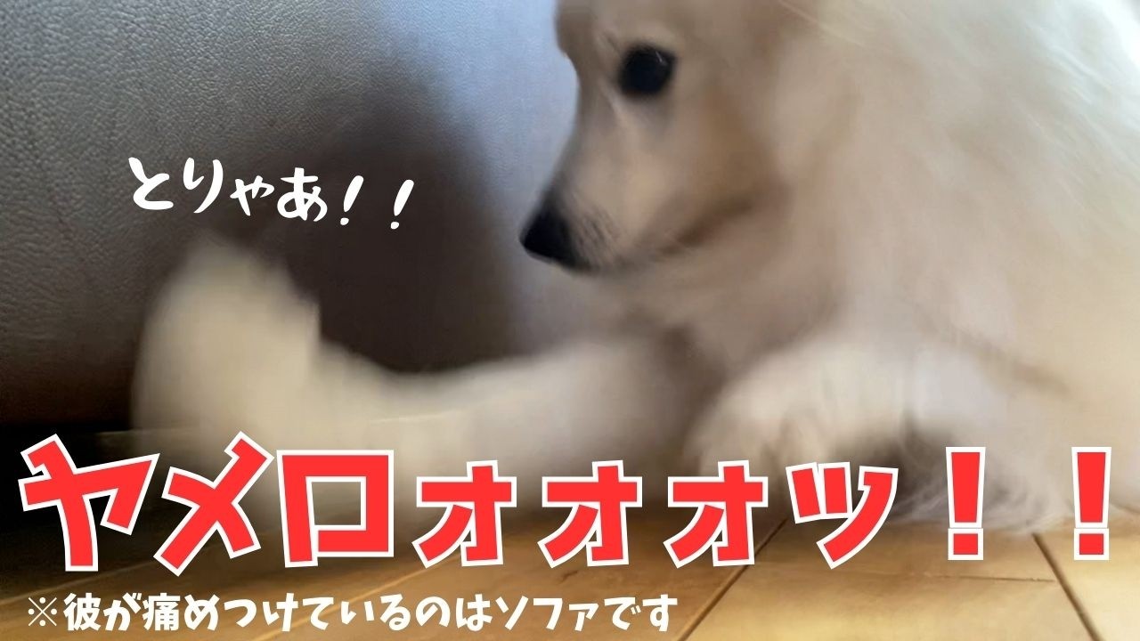 【カオス】反省知らずの日本スピッツ犬が起きて1時間で起こした騒ぎの数々について