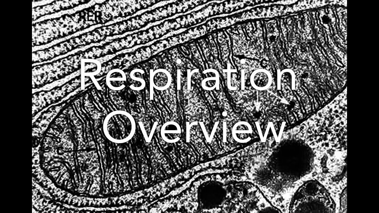 Respiration: An overview
