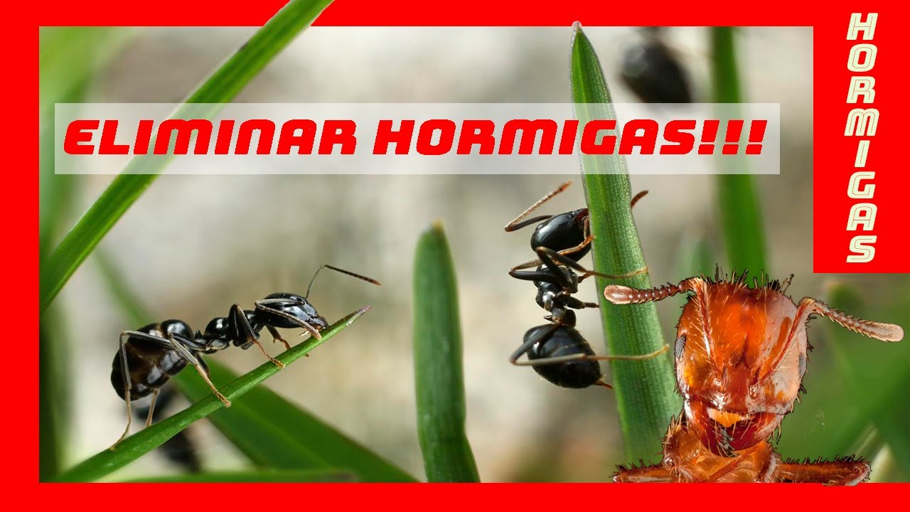 ¡Controla HORMIGAS de forma efectiva! 🐜🌱 (masterclass) | Ingeniero Agrónomo Juan Manuel Camezzana
