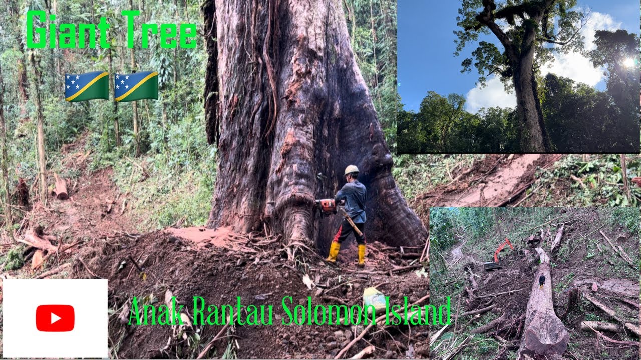 Jenis Kayu Paling Besar di Kepulauan Solomon Island//Skill Tumbang Kayu Besar//Felling and Skidding