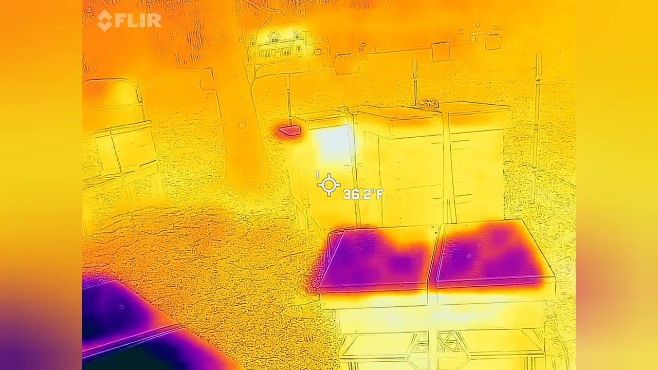 Are they alive? Checking on the bees with infrared camera.