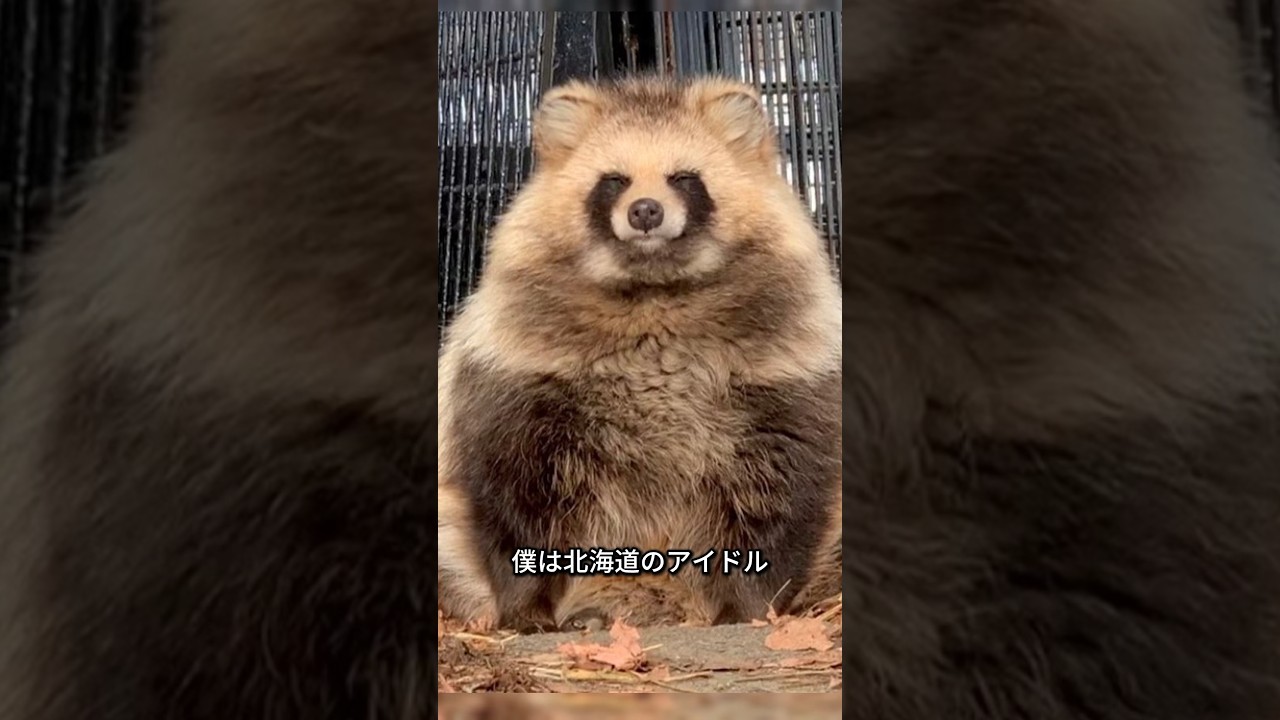 僕はエゾタヌキ！面白い秘密を暴露するね！ #動物 #タヌキ #雑学