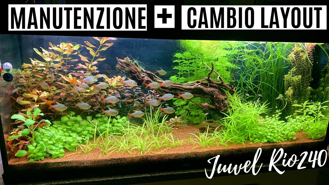 Manutenzione e cambio Layout 💦 Juwel Rio240