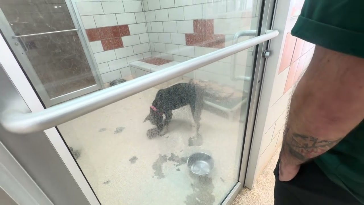 HOUSTON HUMANE SOCIETY VLOG 