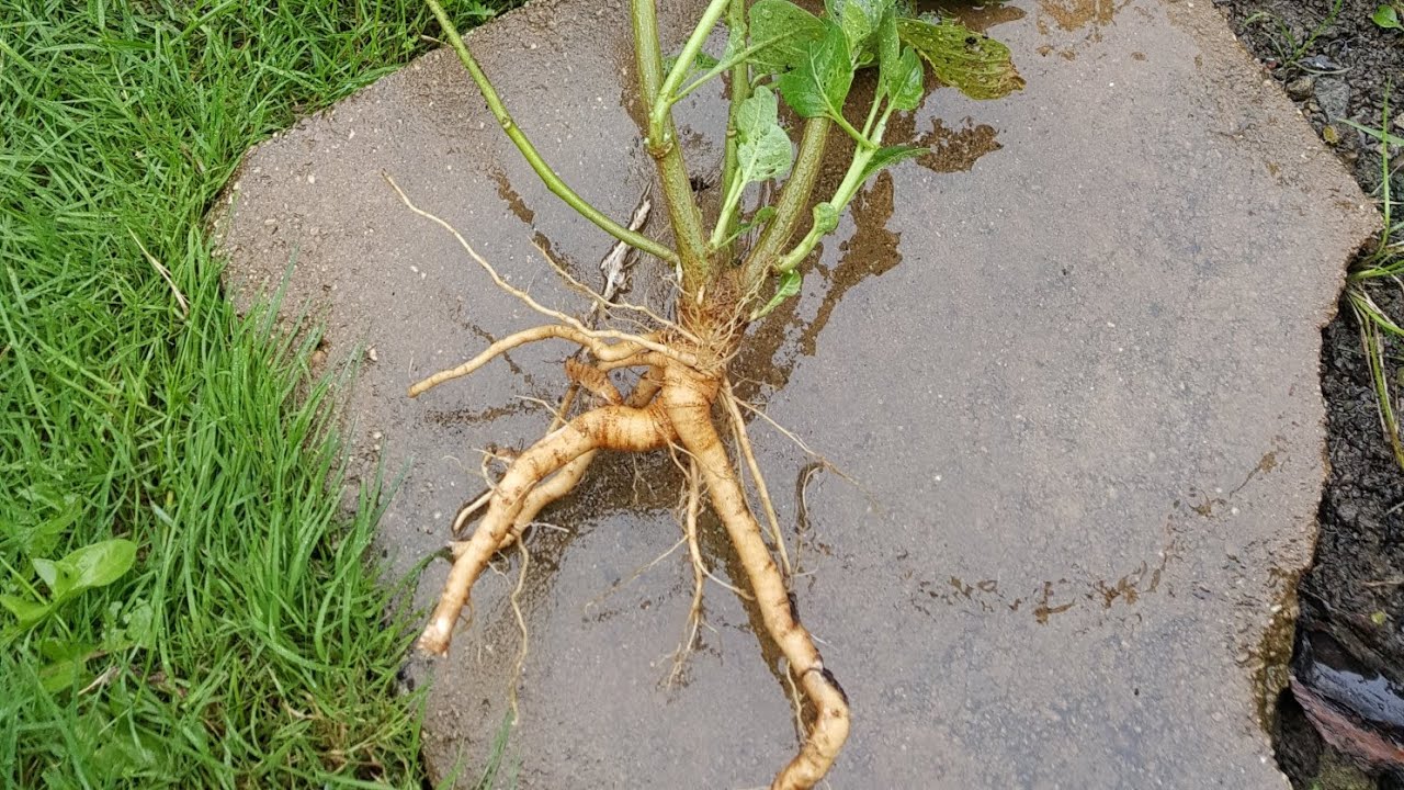 Growing Ashwagandha