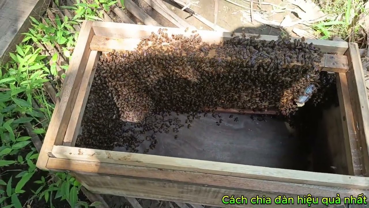 Hướng dẫn cách chia đàn theo ý thích
