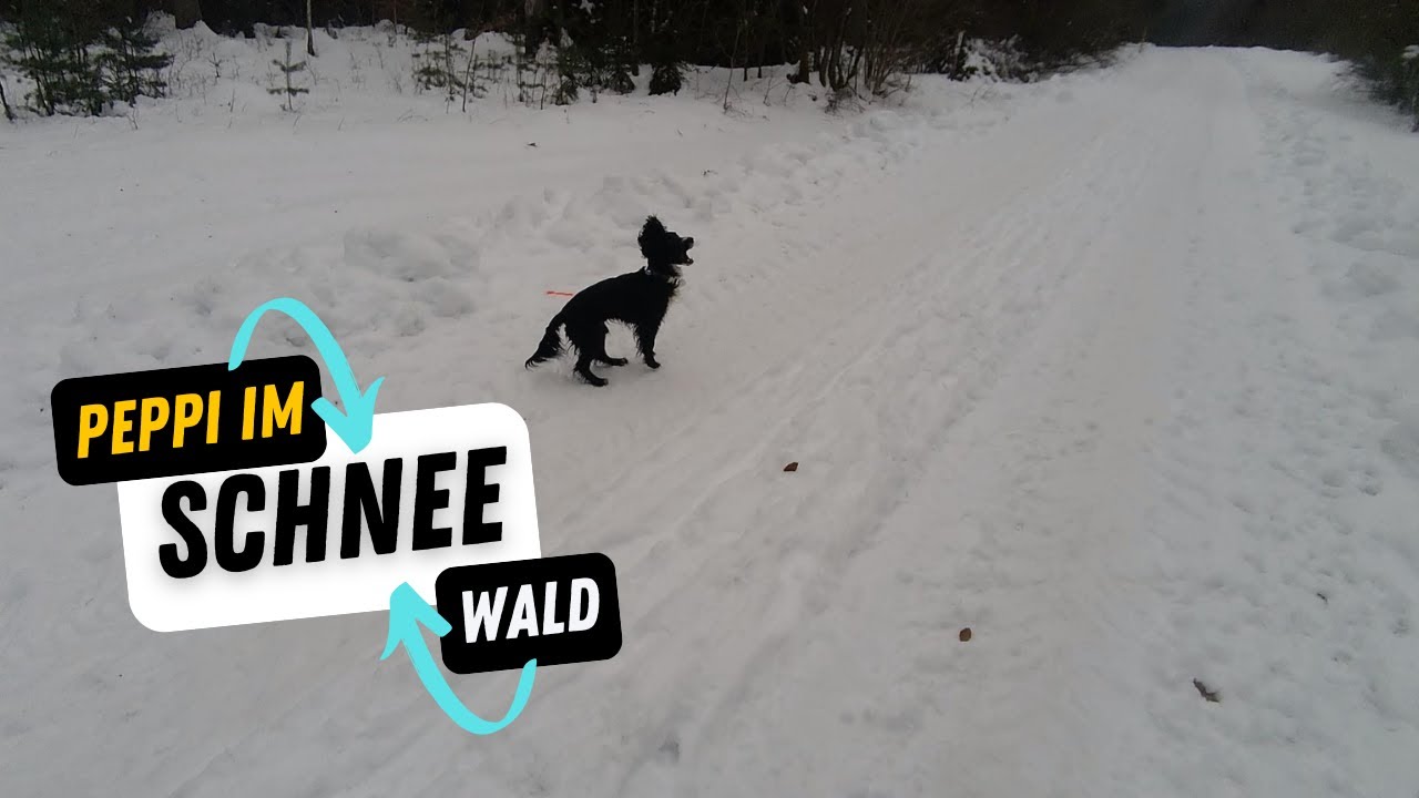 Schneespaß im Winterwald #peppitheworkingcocker #frompuppytopro